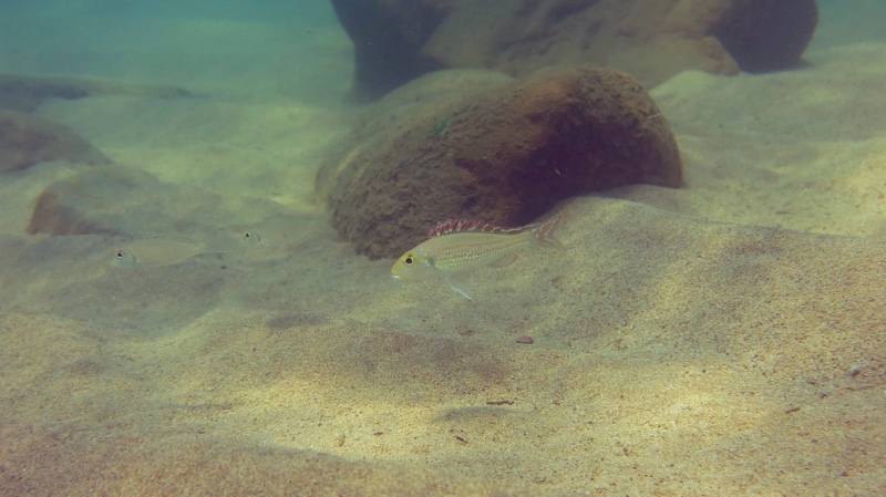 Callochromis pleurospilus 'Jakobsen's Beach'